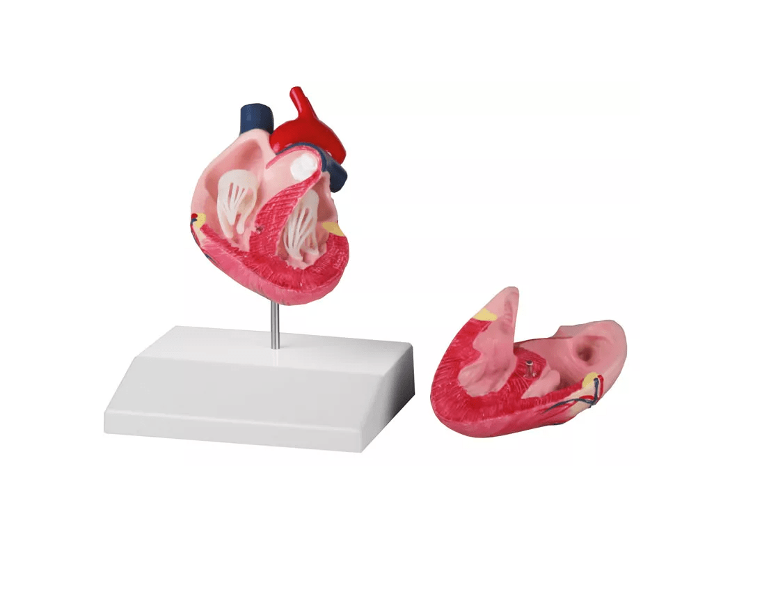 Hundeherz, natürliche Größe - Erler - Zimmer